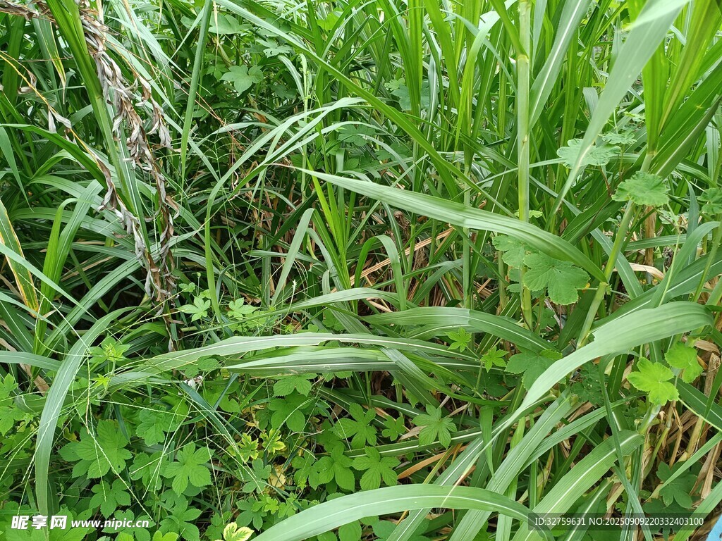 茂密的野草與綠植景觀