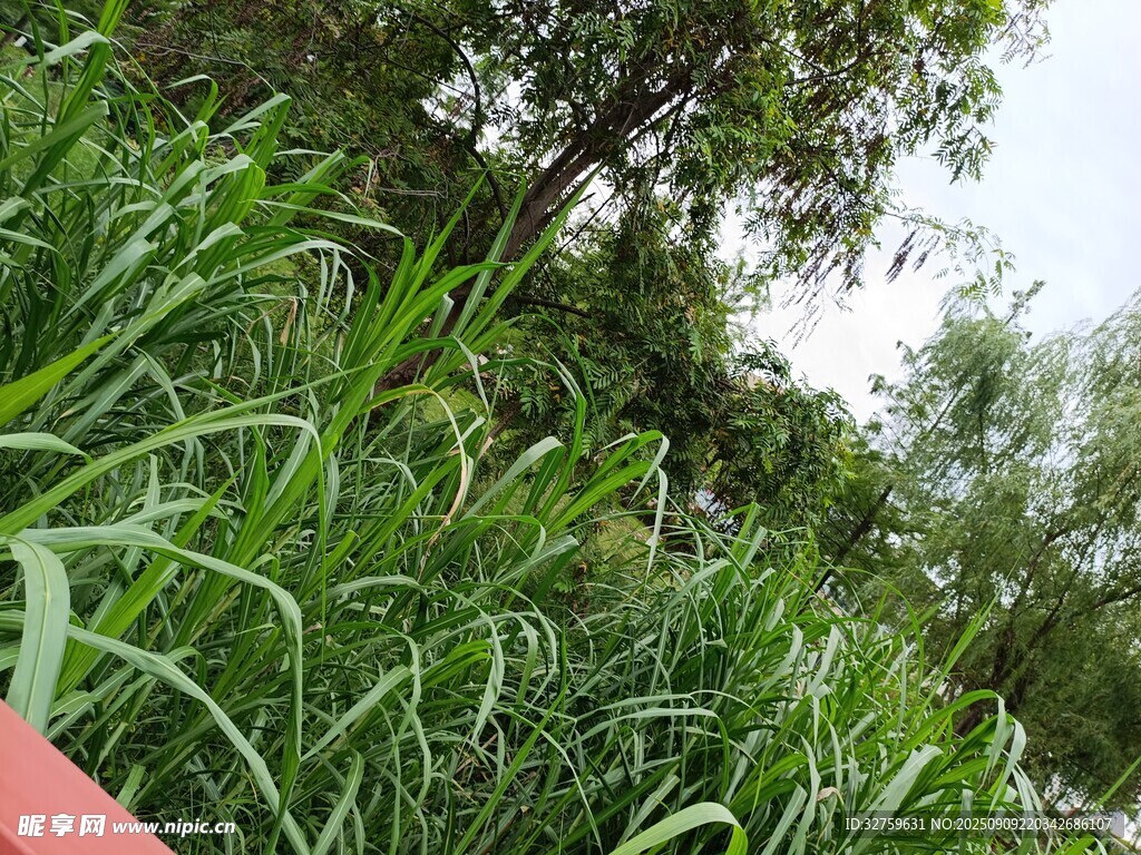 綠意盎然的草地與樹木