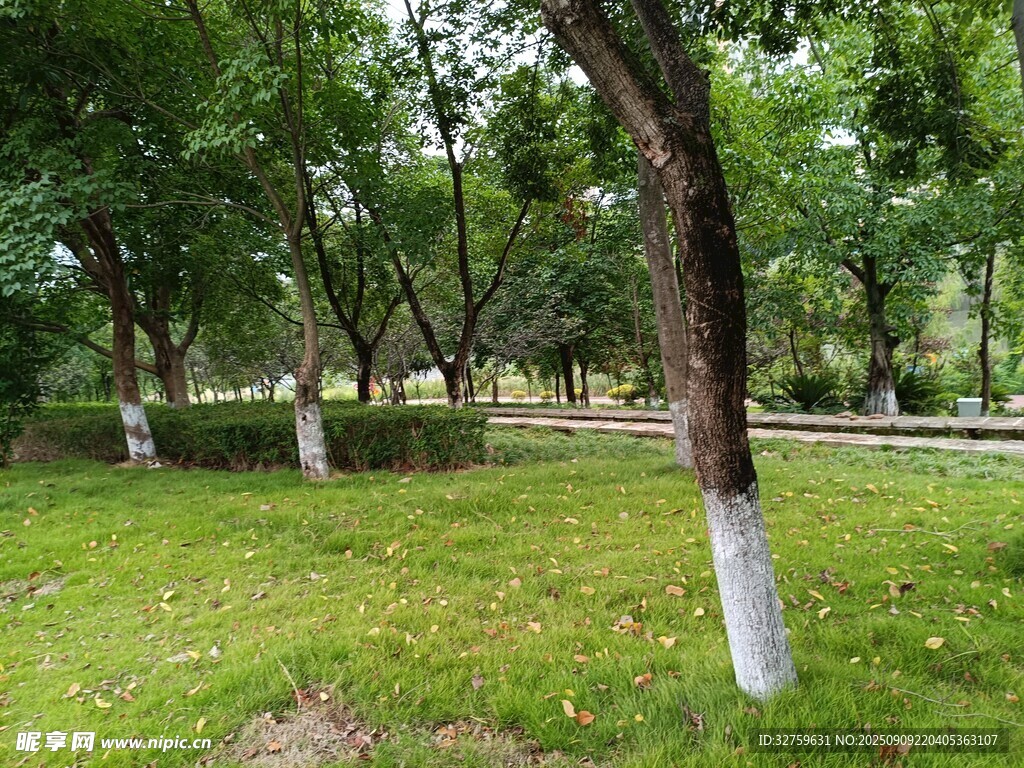 綠意盎然的公園樹(shù)林景觀