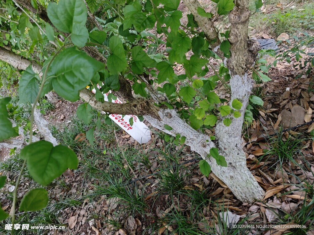 樹枝上的綠葉與斑駁樹皮