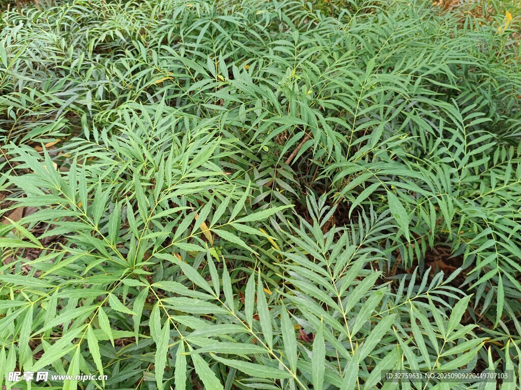 茂密翠綠的蕨類植物