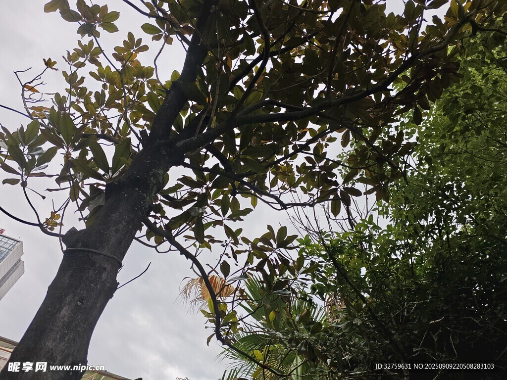 仰視視角下的繁茂樹(shù)木