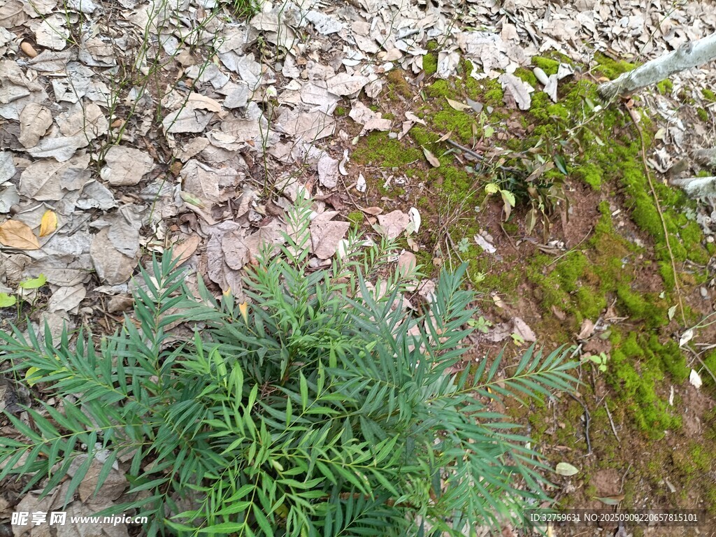 石間綠植景觀