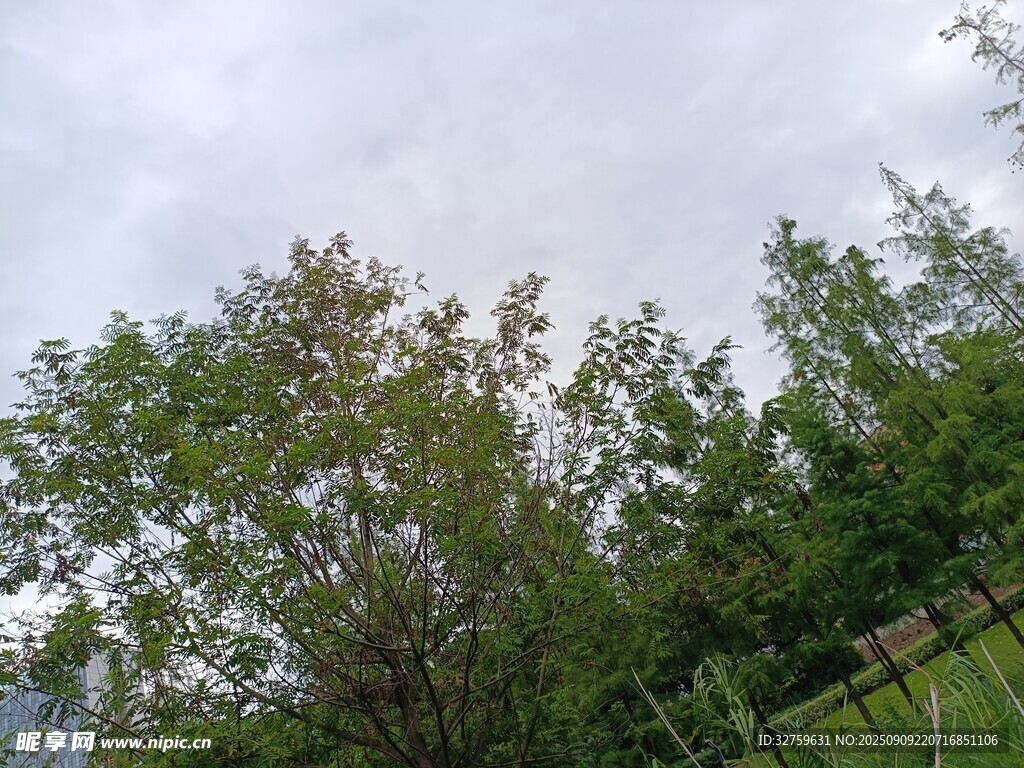 綠樹成蔭的戶外景致