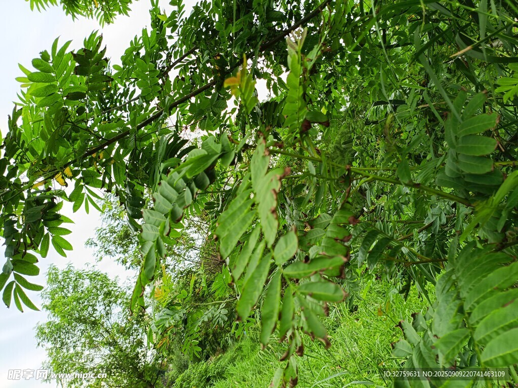 繁茂綠葉的自然景象