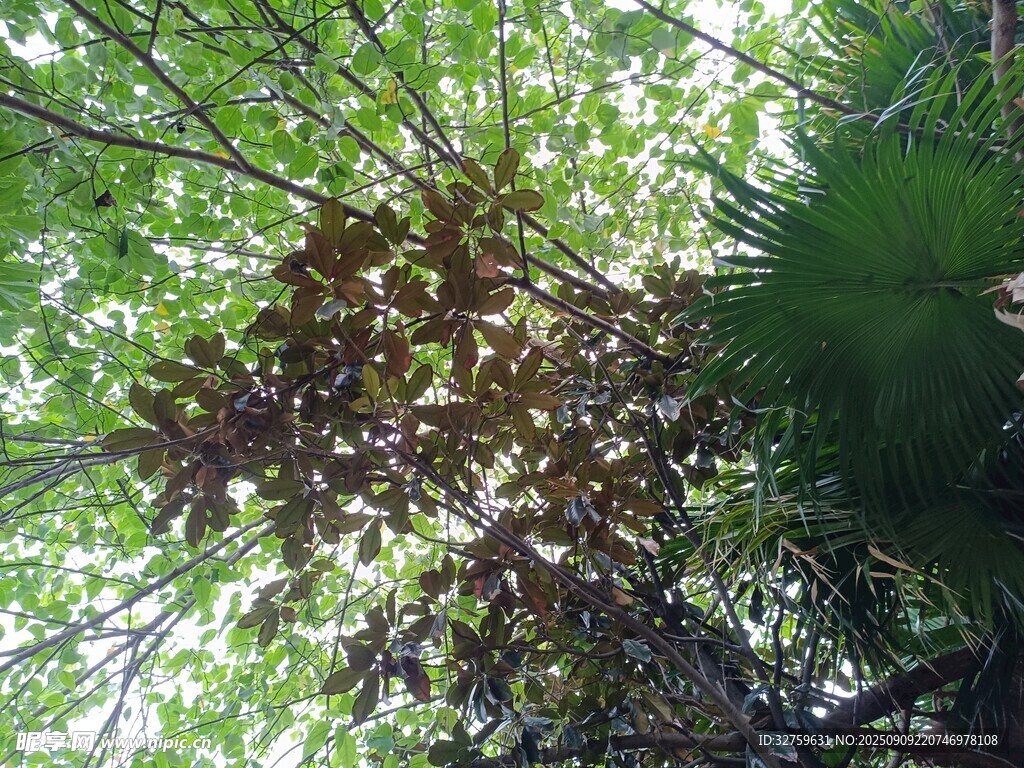繁茂綠樹(shù)間的光影景致