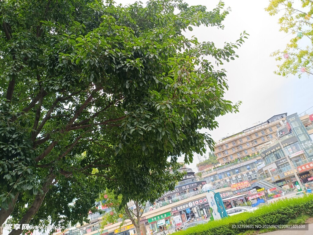 綠樹掩映下的多彩建筑