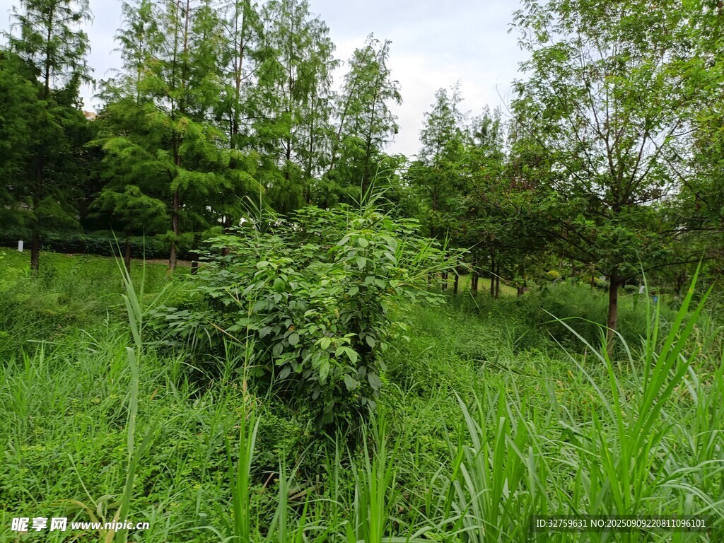 綠意盎然的野外植被景觀
