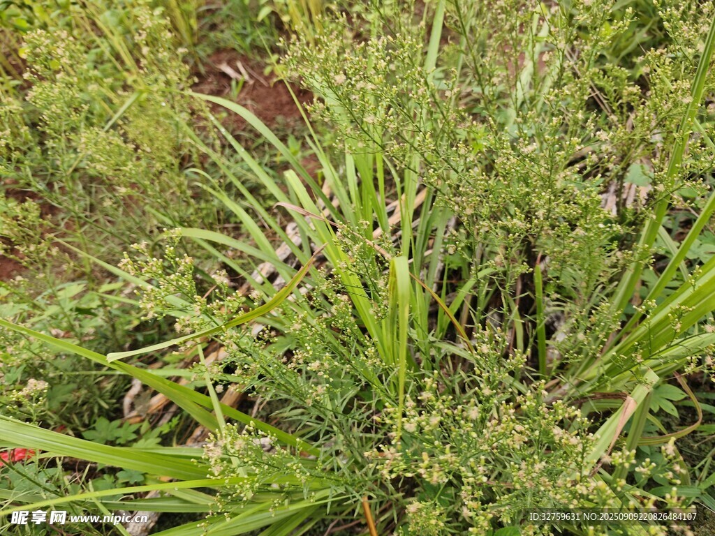 野外叢生的綠色草本植物