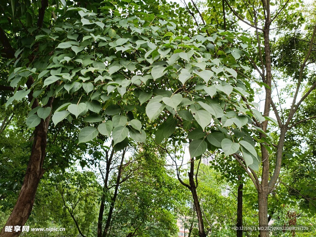 茂密樹林中的繁茂綠葉