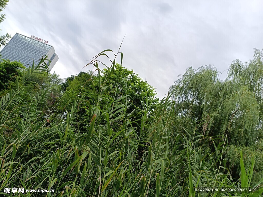野外繁茂綠植風景