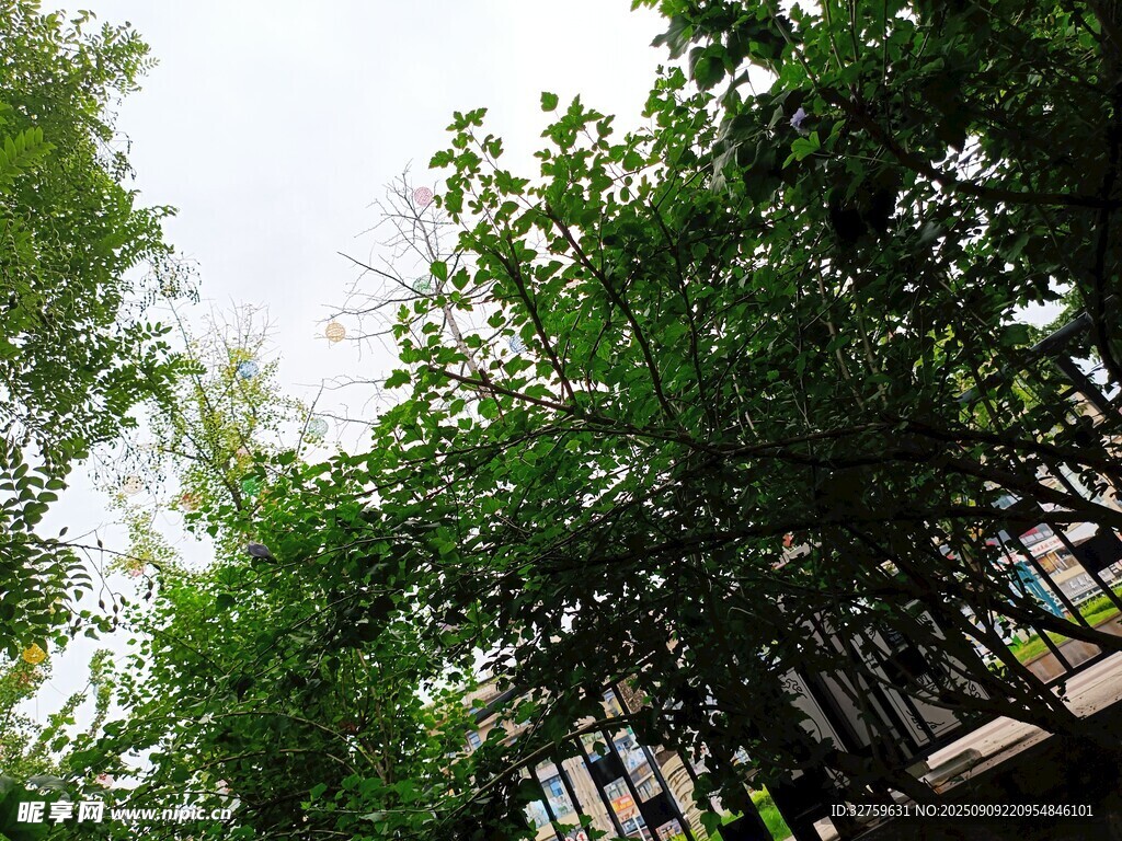 綠樹成蔭的戶外景致