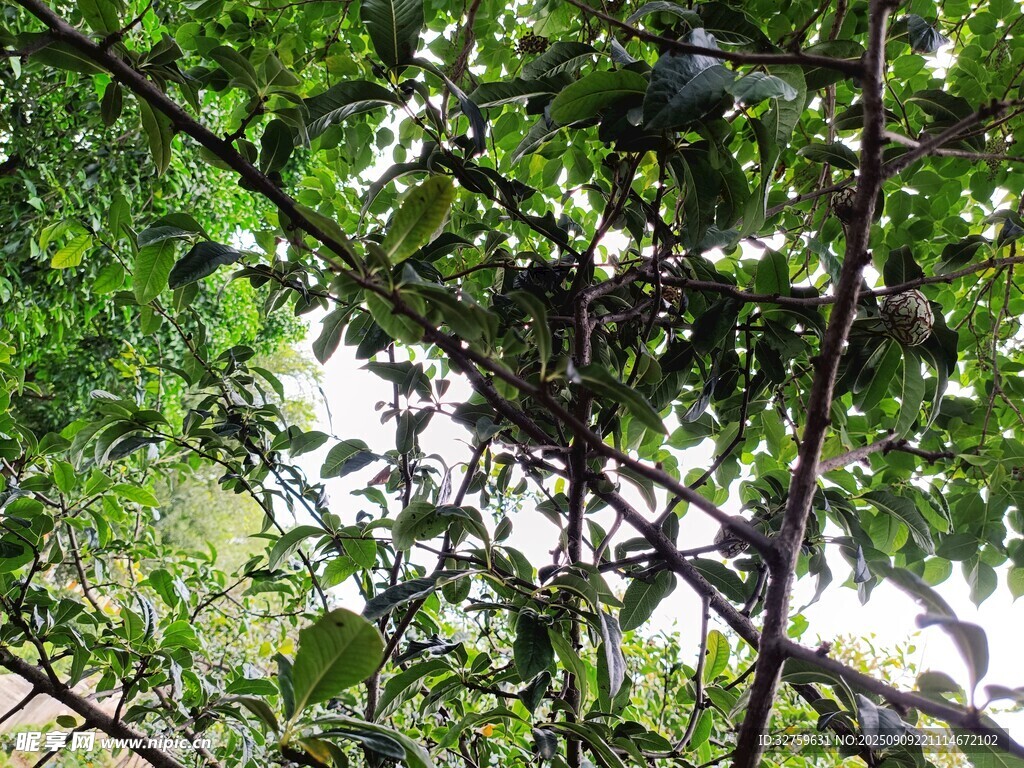 繁茂樹(shù)林中的枝葉景觀