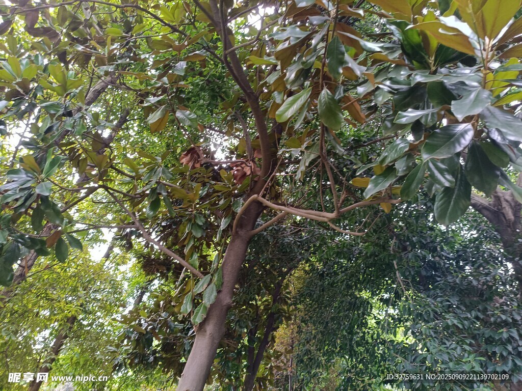 繁茂叢林中的高大樹木