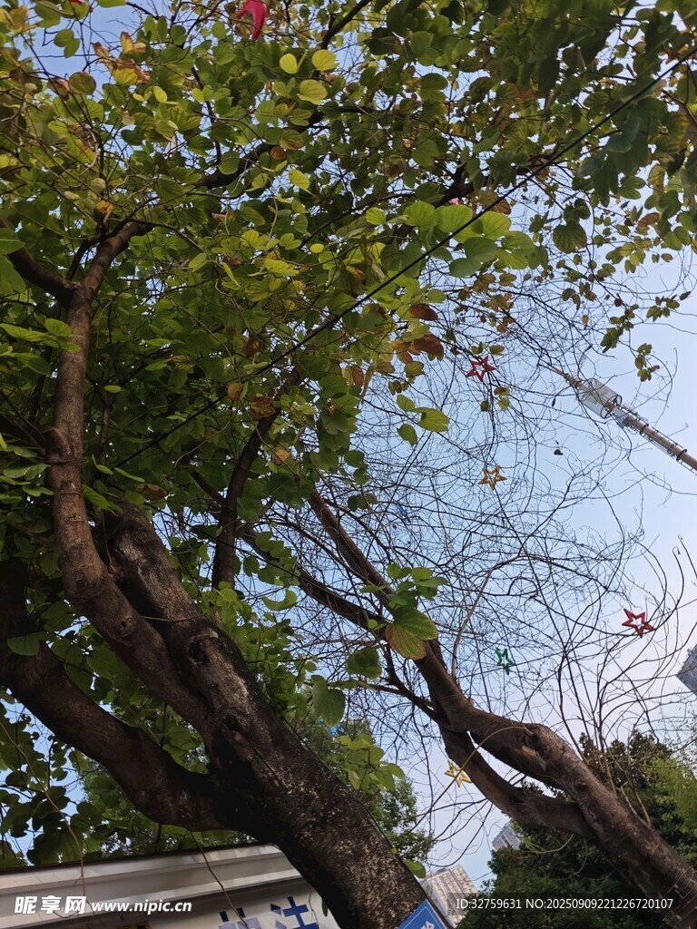 繁茂樹木下的開闊天空