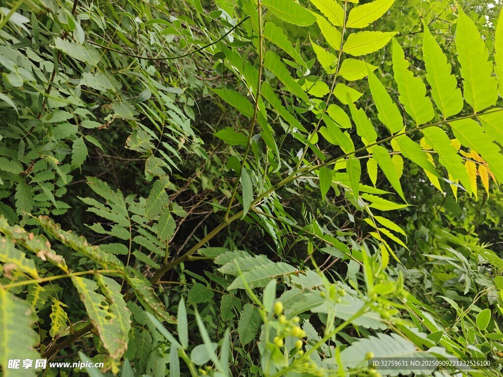 翠綠蕨類植物生機(jī)盎然
