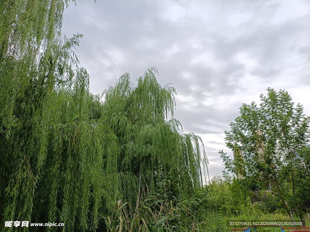 垂柳依依的綠意景致