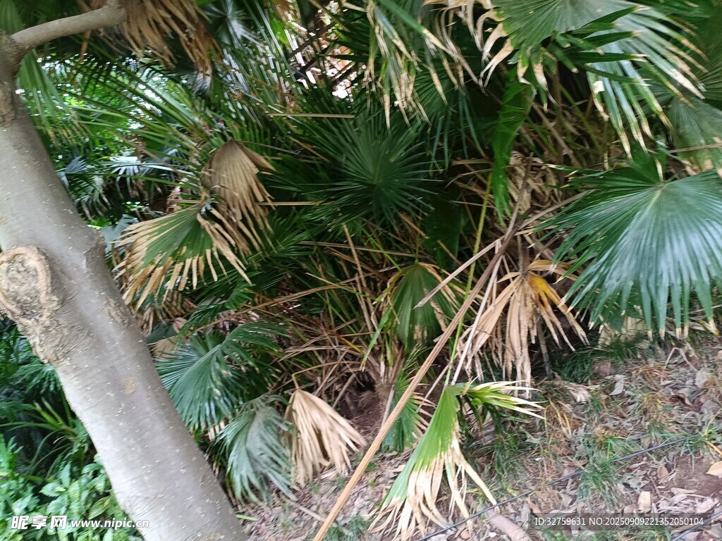 綠葉繁茂的棕櫚植物