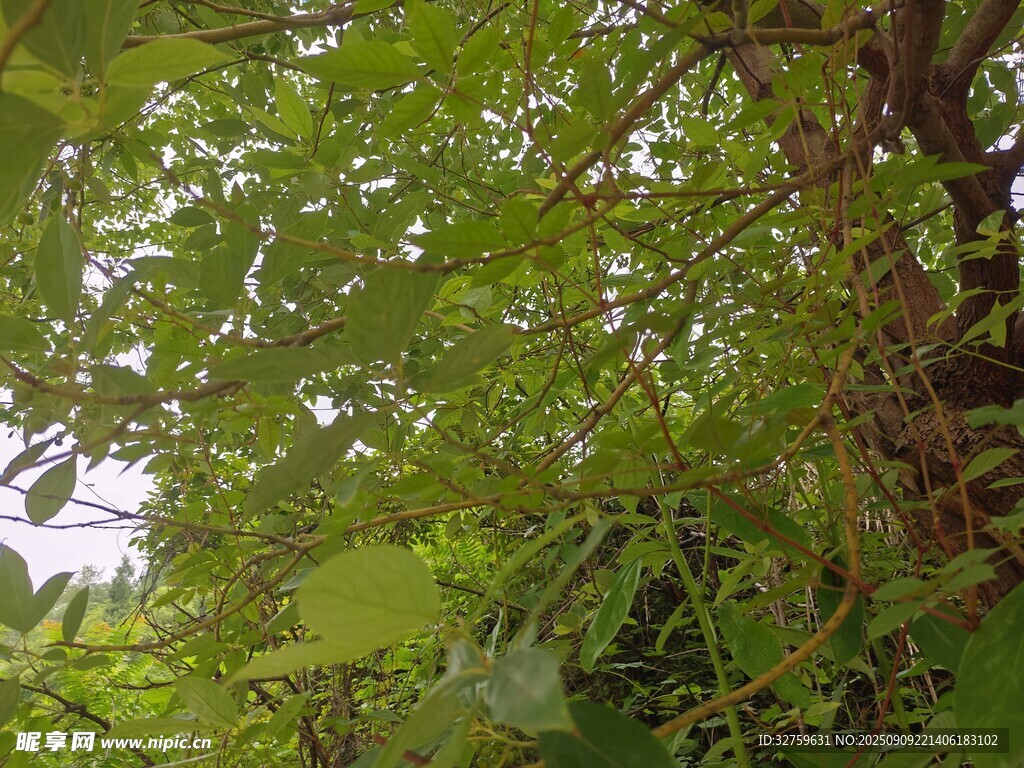 繁茂綠樹展現(xiàn)自然生機(jī)