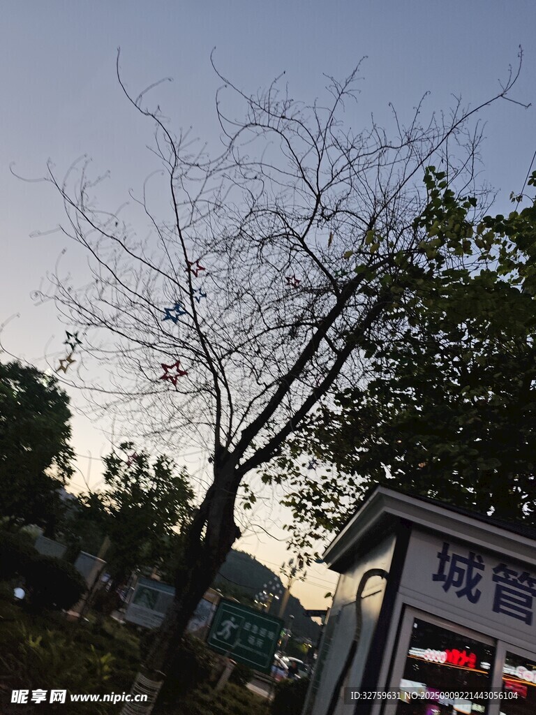 冬日枯樹旁的電話亭