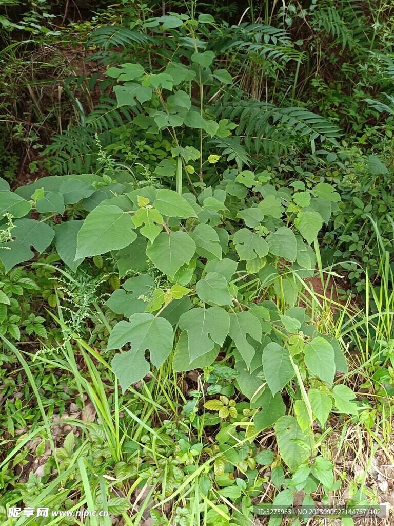 野外生長的綠色植物