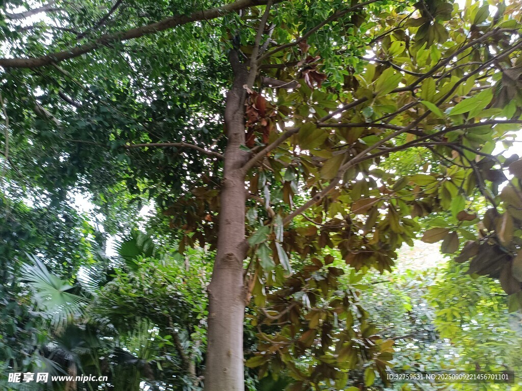 茂密樹林中的高大樹木