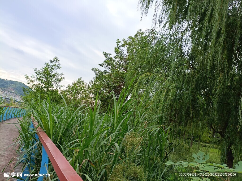 河畔蔥郁綠植風(fēng)景如畫(huà)