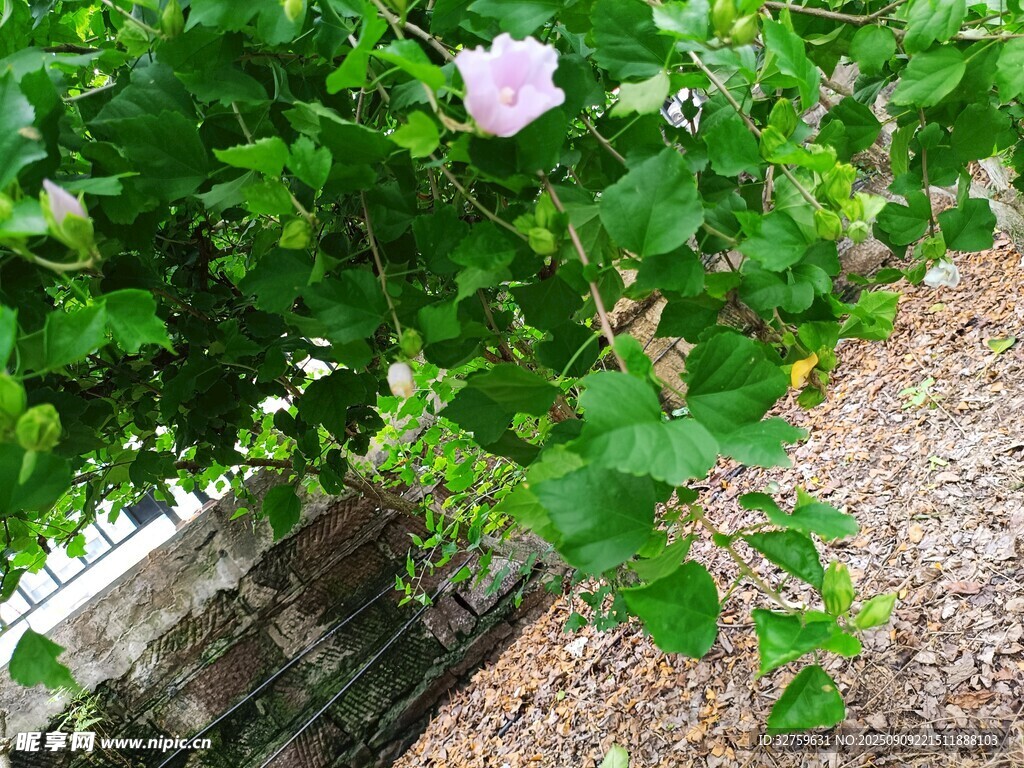 綠葉叢中的嬌艷木槿花