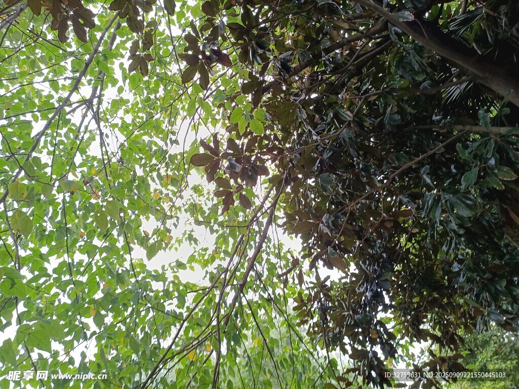 陽(yáng)光灑落茂密樹葉間