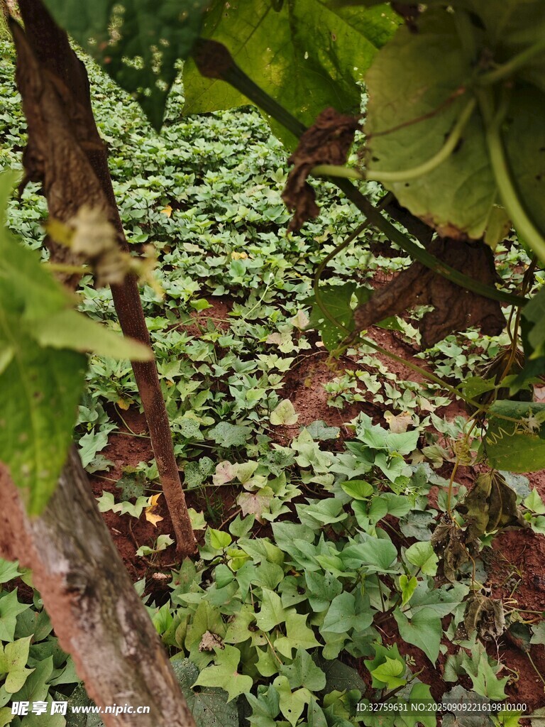 綠葉藤蔓植物特寫