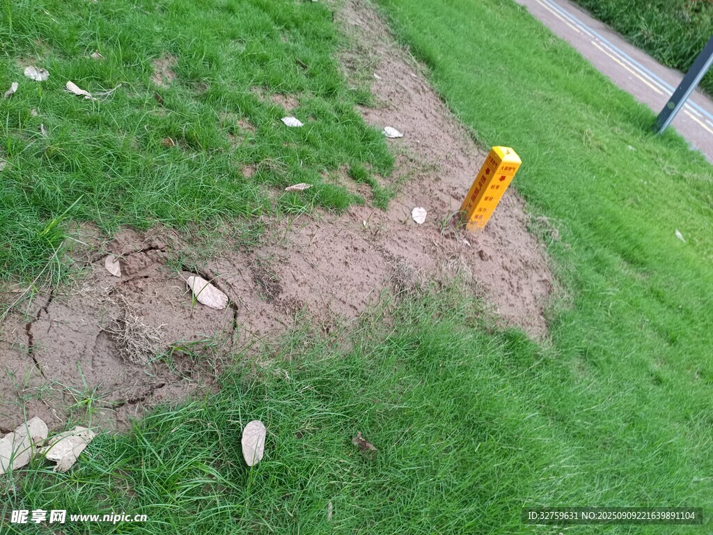草地中露出的黃色物體
