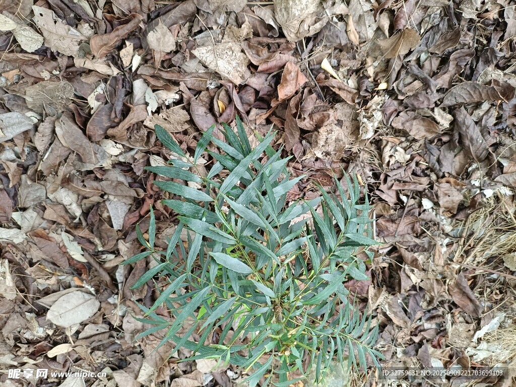 地面枯葉中生長(zhǎng)的綠色植物