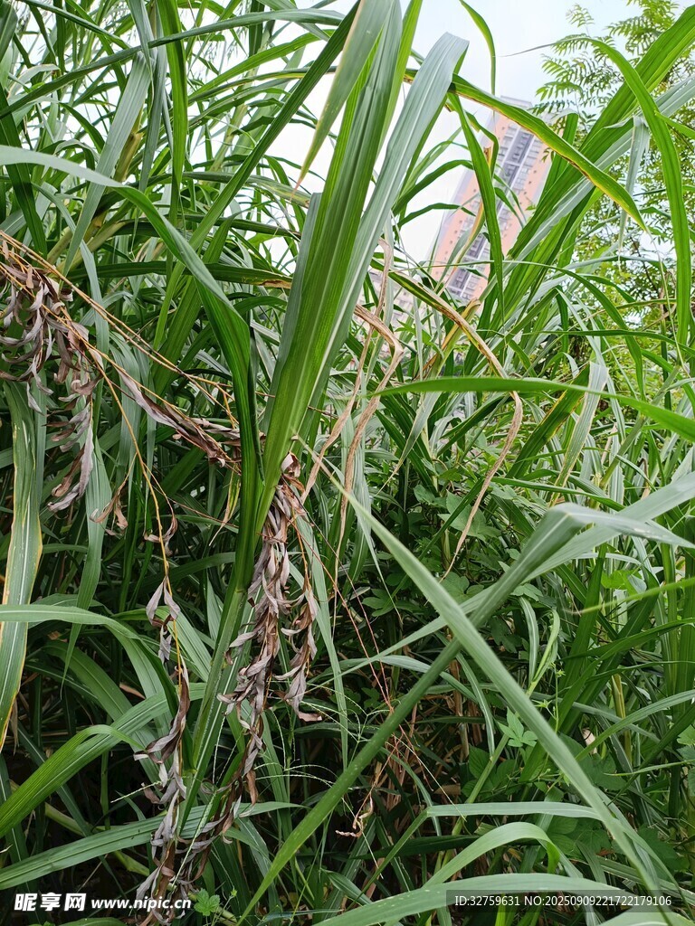 茂盛的綠色植物景觀