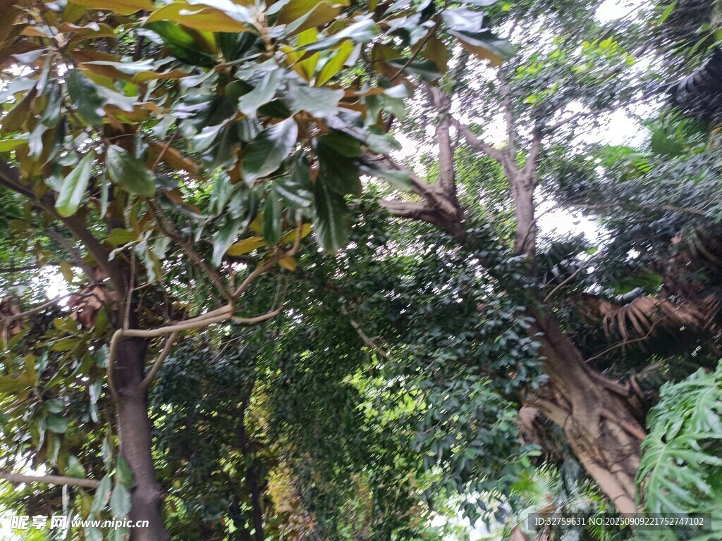 茂密叢林中的繁茂植物