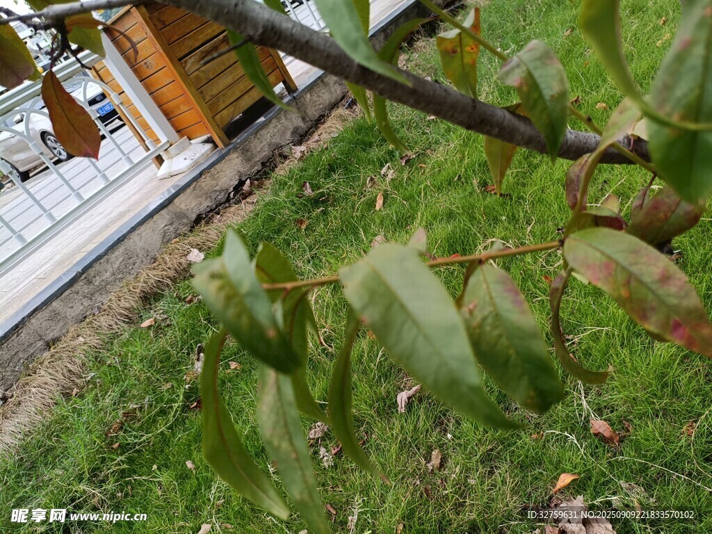 綠葉繁茂的植物近景