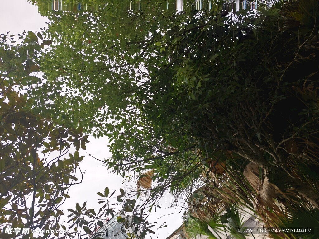 茂密樹林中的自然景致