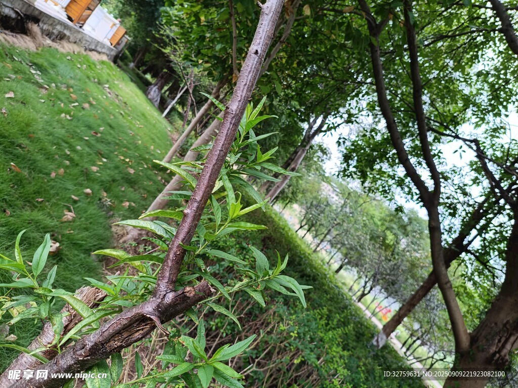 戶外綠植與繁茂樹枝景象