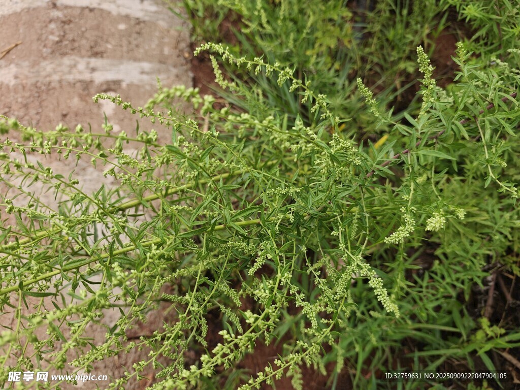 墻邊翠綠植物特寫