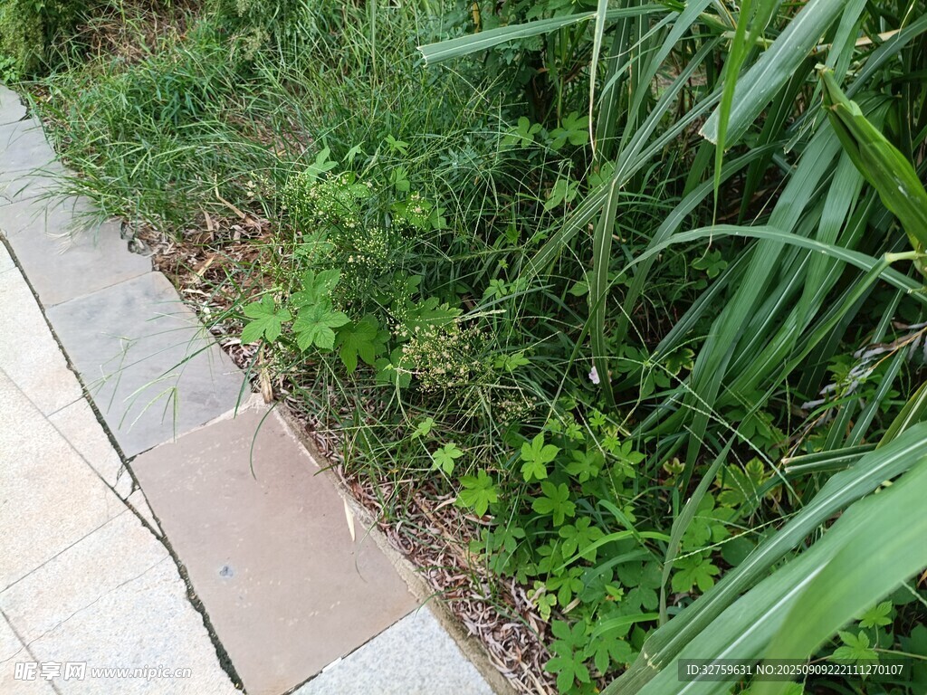 路邊綠植旁的方形石板