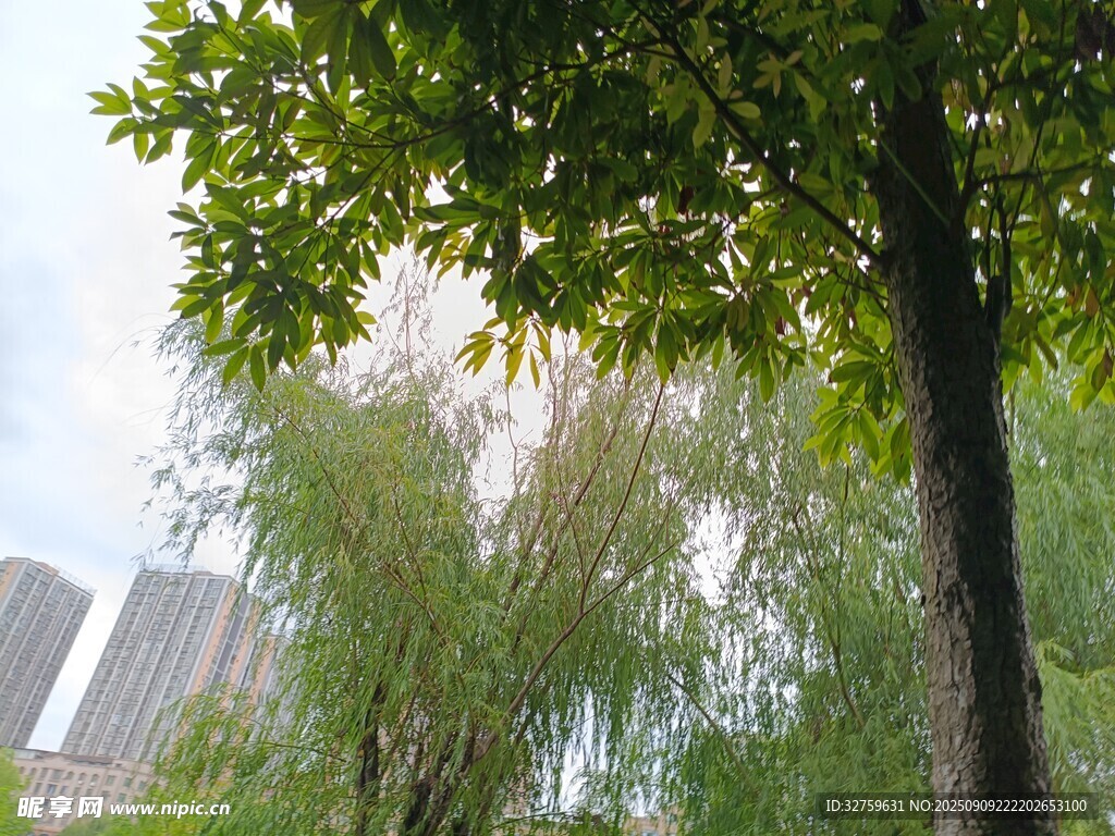 城市中蔥郁的綠樹景觀