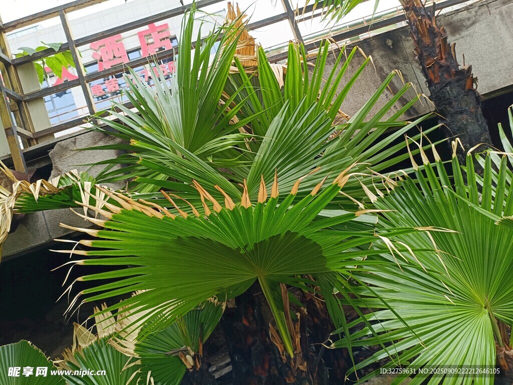 室內(nèi)翠綠棕櫚植物景觀
