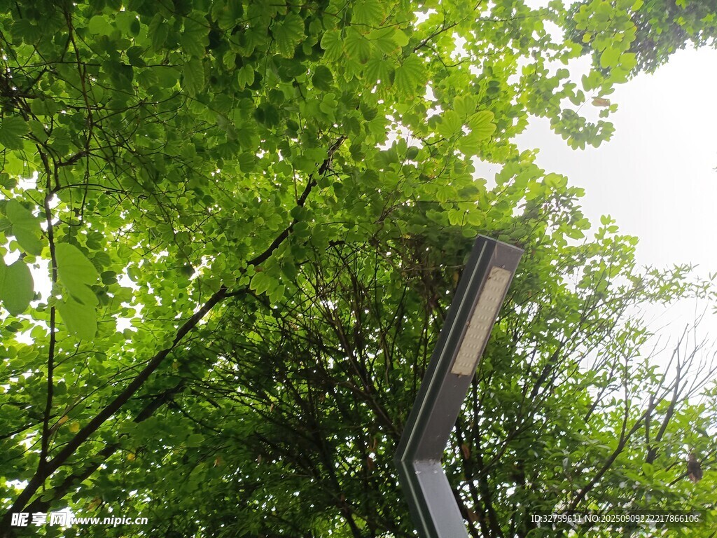 林間路燈隱于蔥郁綠葉