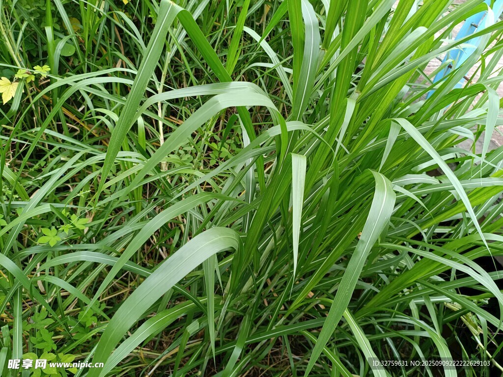 翠綠繁茂的青草植物