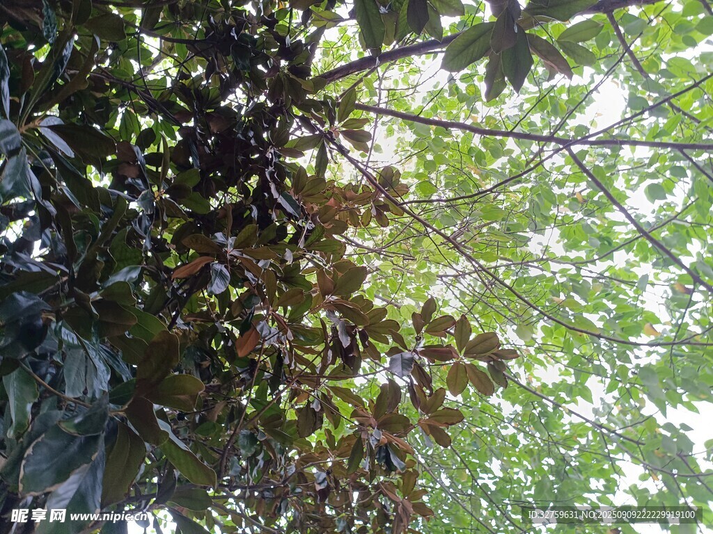 樹上繁茂果實(shí)與綠葉