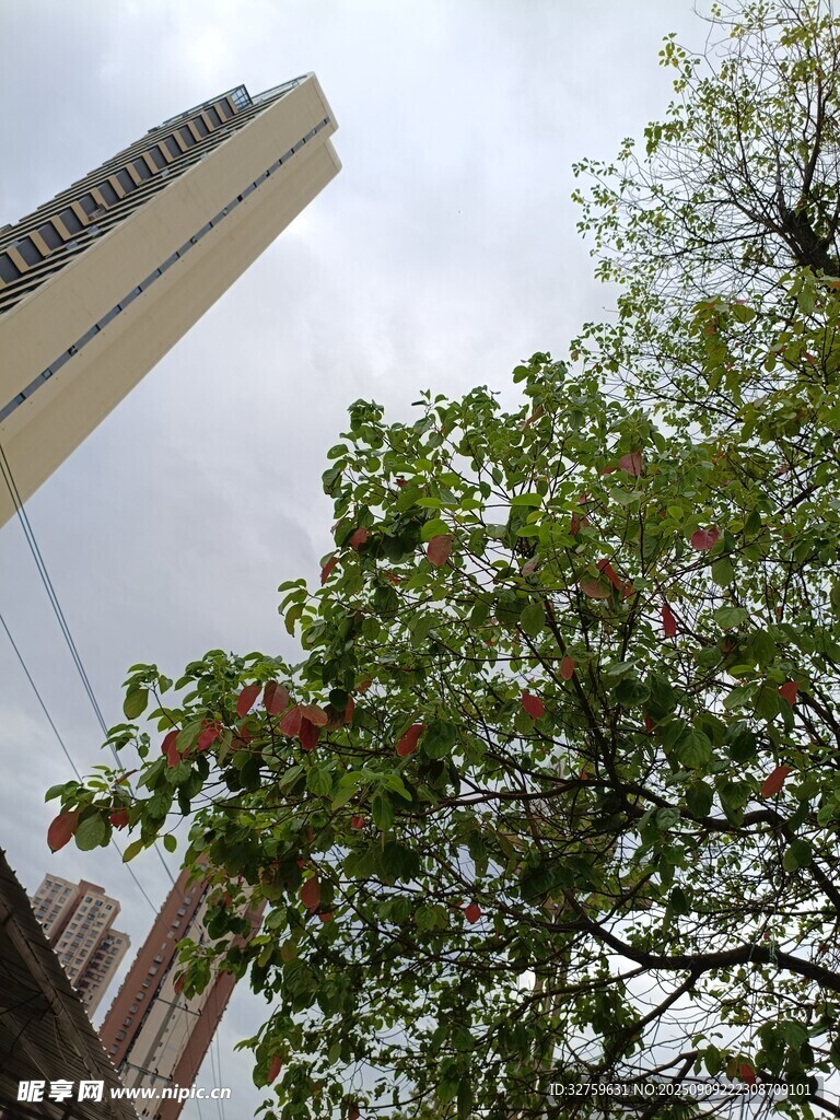 高樓旁綠意盎然的樹木