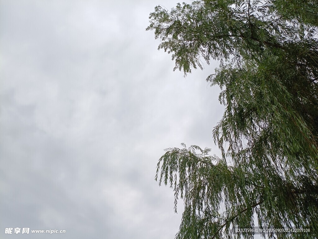 天空下的翠綠柳枝
