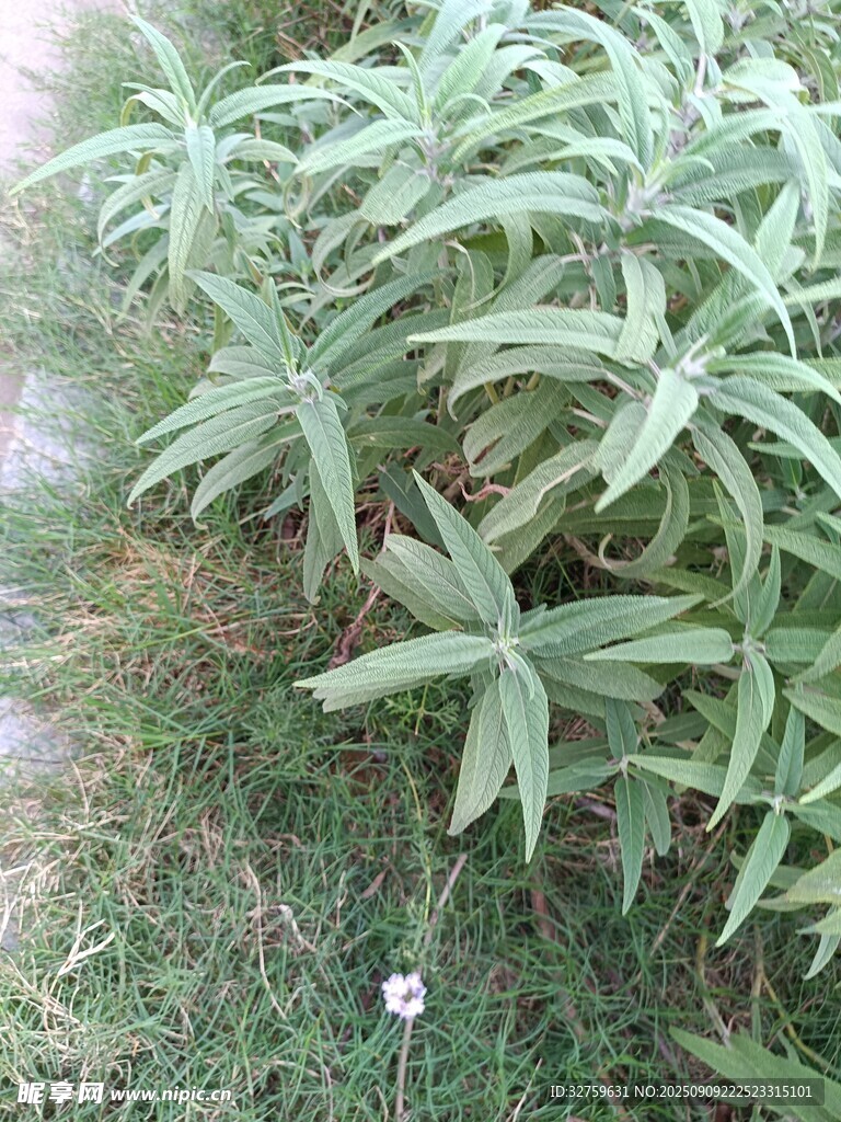 綠葉繁茂的植物