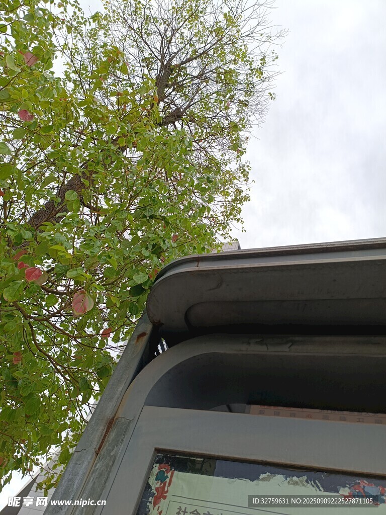 車頂上方的綠樹景象