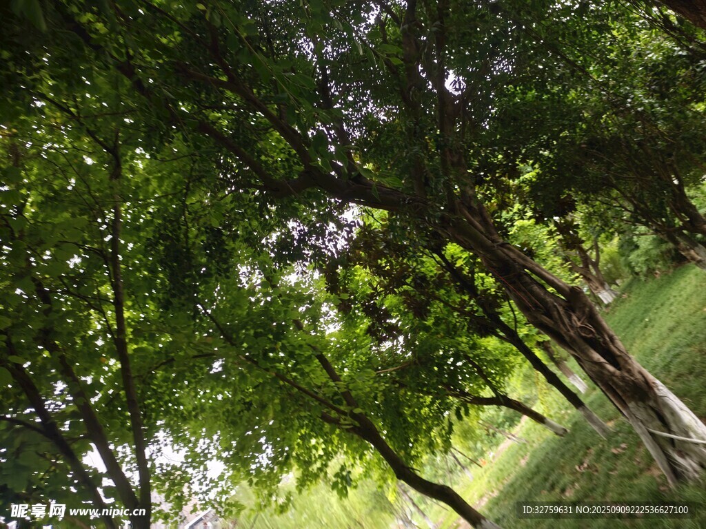夏日綠蔭下的靜謐樹(shù)林