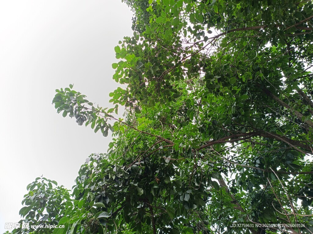仰視蔥郁繁茂的綠樹